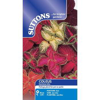 Suttons Coleus Rainbow Mix